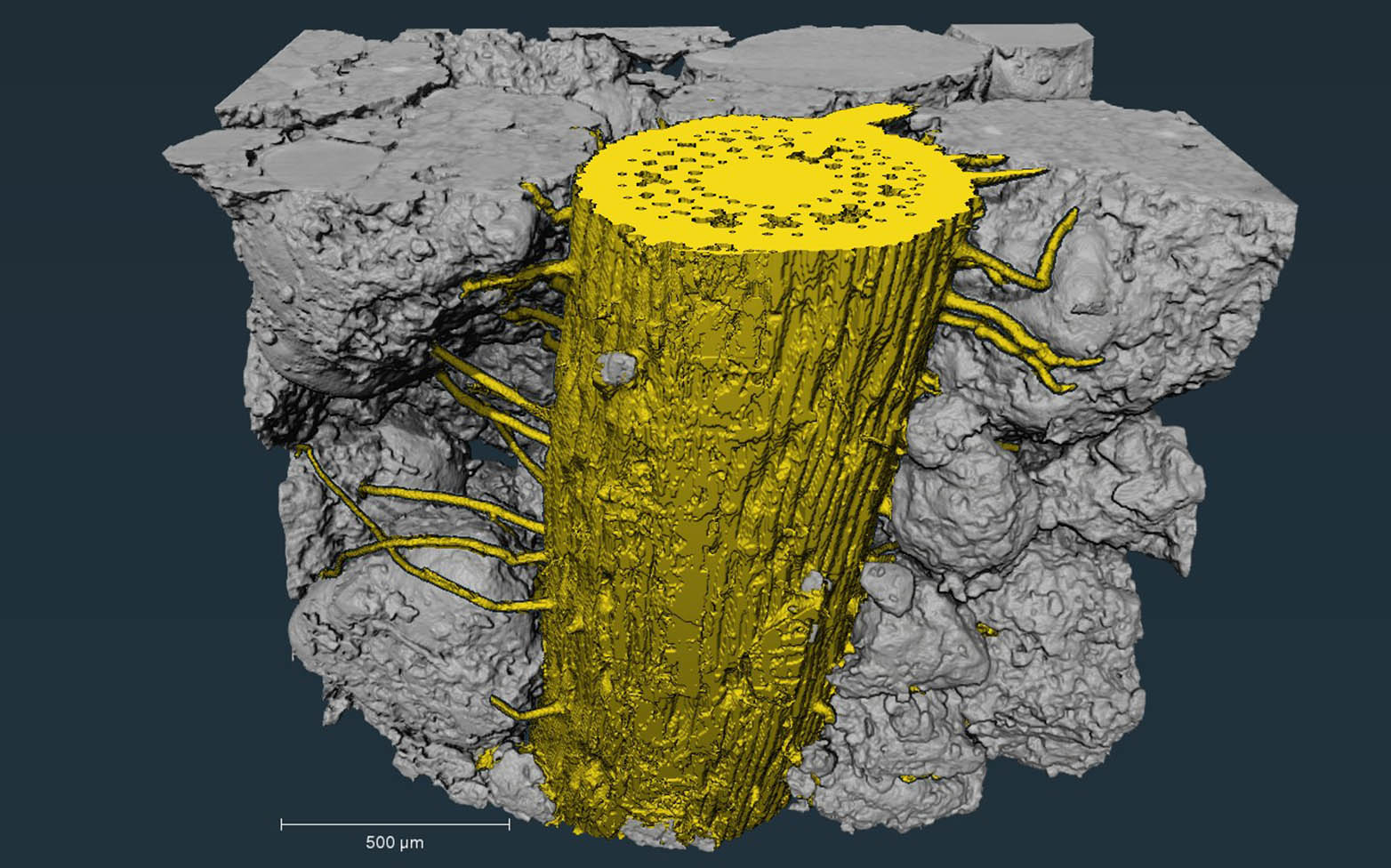 3-D rendering of the root with its hairs