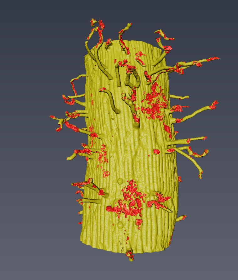 3-D rendering of the root anf its contact to soil particles